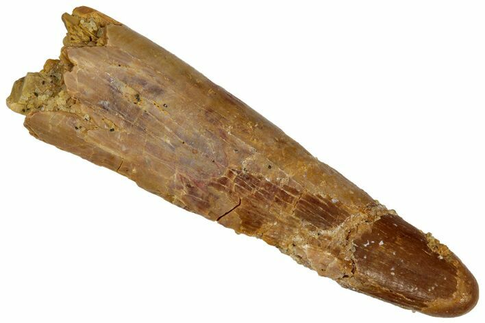 Fossil Pterosaur (Siroccopteryx) Tooth - Morocco #332532